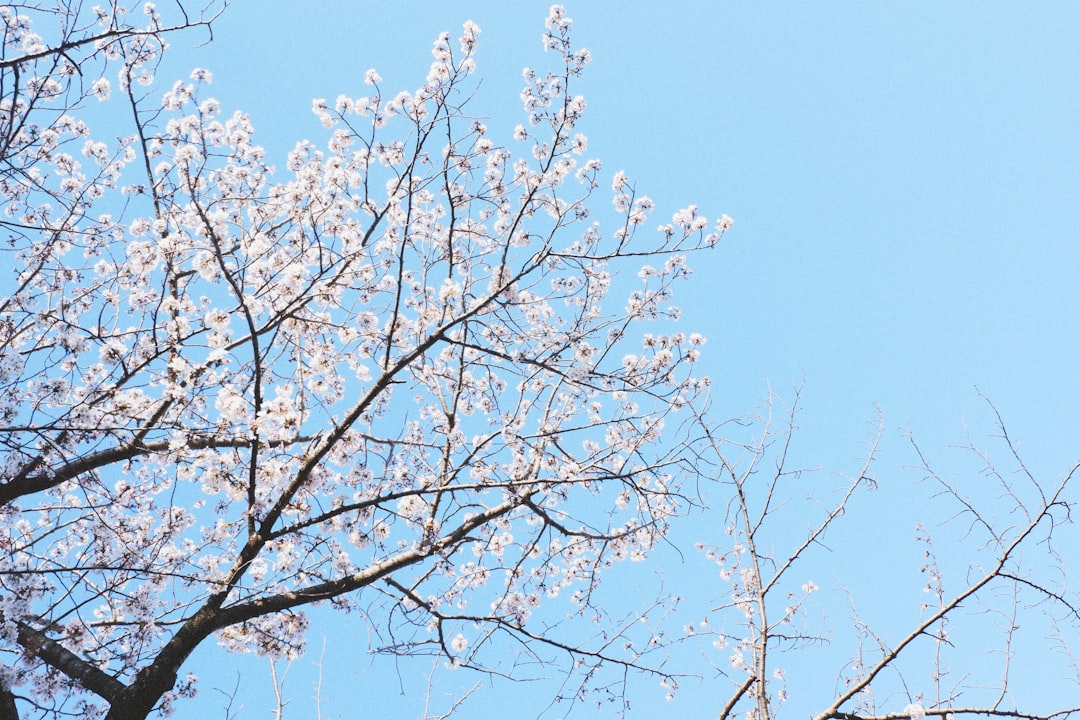 white cherry blossom under blue sky during daytime