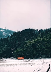 A bright orange bus travels along a snowy road, surrounded by a dense forest of dark green trees. The snow covers the ground, creating a stark contrast with the vibrant bus and the surrounding landscape. Power lines are visible in the distance, indicating a rural setting.