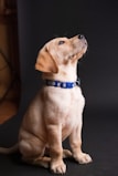 A cheerful puppy wearing a vibrant collar looking up eagerly