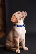 A cheerful puppy wearing a vibrant collar looking up eagerly