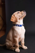 Labrador Retriever Bangalore