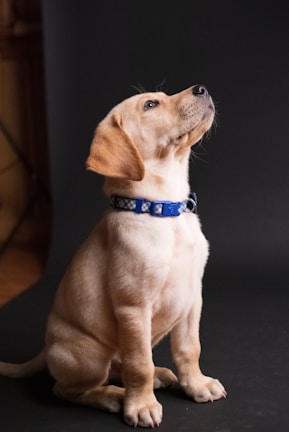 A young Labrador puppy with a light brown fur coat, sitting upright and gazing upward. It wears a blue collar with a pattern of white bones against a contrasting dark background.