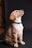 A young Labrador puppy with a light brown fur coat, sitting upright and gazing upward. It wears a blue collar with a pattern of white bones against a contrasting dark background.
