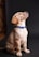 yellow labrador retriever puppy sitting on floor