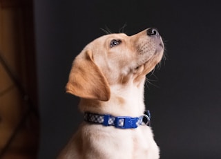 yellow labrador retriever puppy sitting on floor