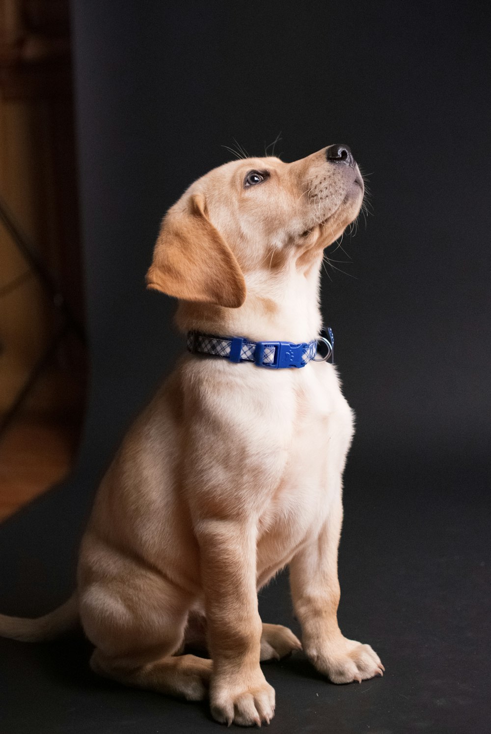 chiot labrador retriever jaune assis sur le sol