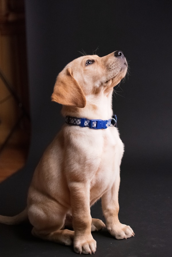 How to Choose the Right Dog Breed for Your Lifestyle