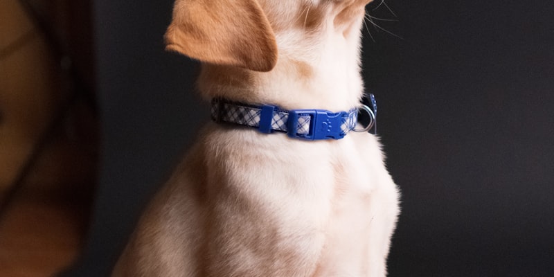 Élections et désinformation