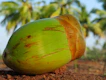 Close-up of fresh coconuts being carefully de-husked by hand in a sunlit farm setting.