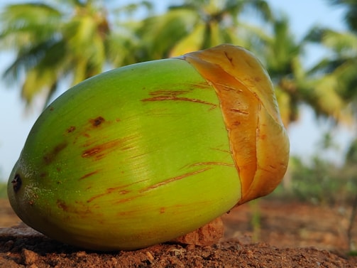 A close-up of a fresh green coconut resting on the ground, with brown husk starting to peel away. In the blurred background, several palm trees are visible under a clear blue sky.