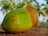 A close-up of a fresh green coconut resting on the ground, with brown husk starting to peel away. In the blurred background, several palm trees are visible under a clear blue sky.