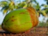 A close-up photo of a fresh green young coconut with droplets of water on its surface.