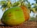 A close-up of a fresh green coconut resting on the ground, with brown husk starting to peel away. In the blurred background, several palm trees are visible under a clear blue sky.