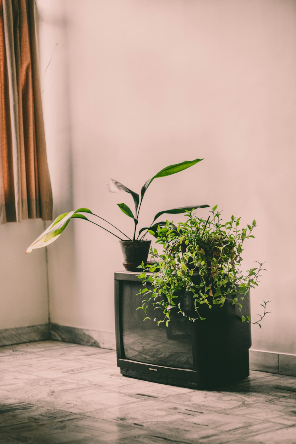 pianta verde su vaso nero