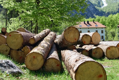 A group of large tree logs is piled on the grass in a forested area. The logs are marked with red dots. A house with a tiled roof is visible in the background, surrounded by lush green trees and mountains.