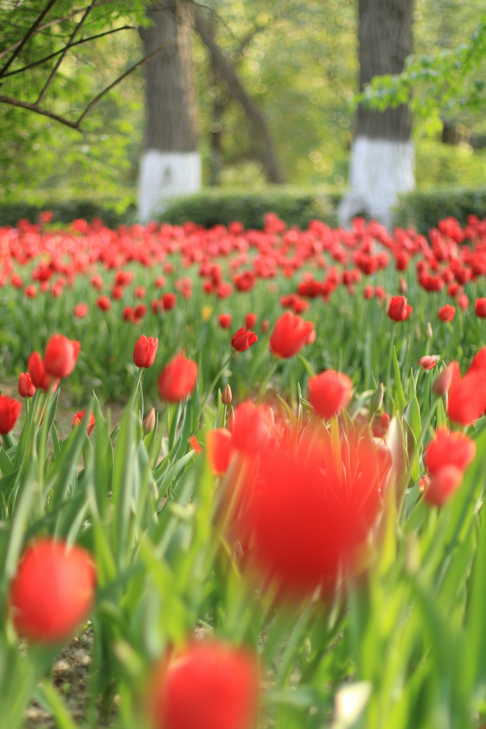 red tulips field during daytime