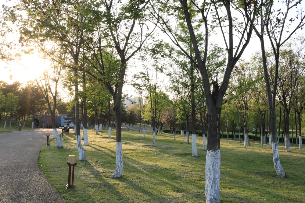 people walking on green grass field near green trees during daytime