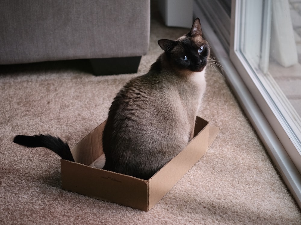 black and white cat in brown cardboard box