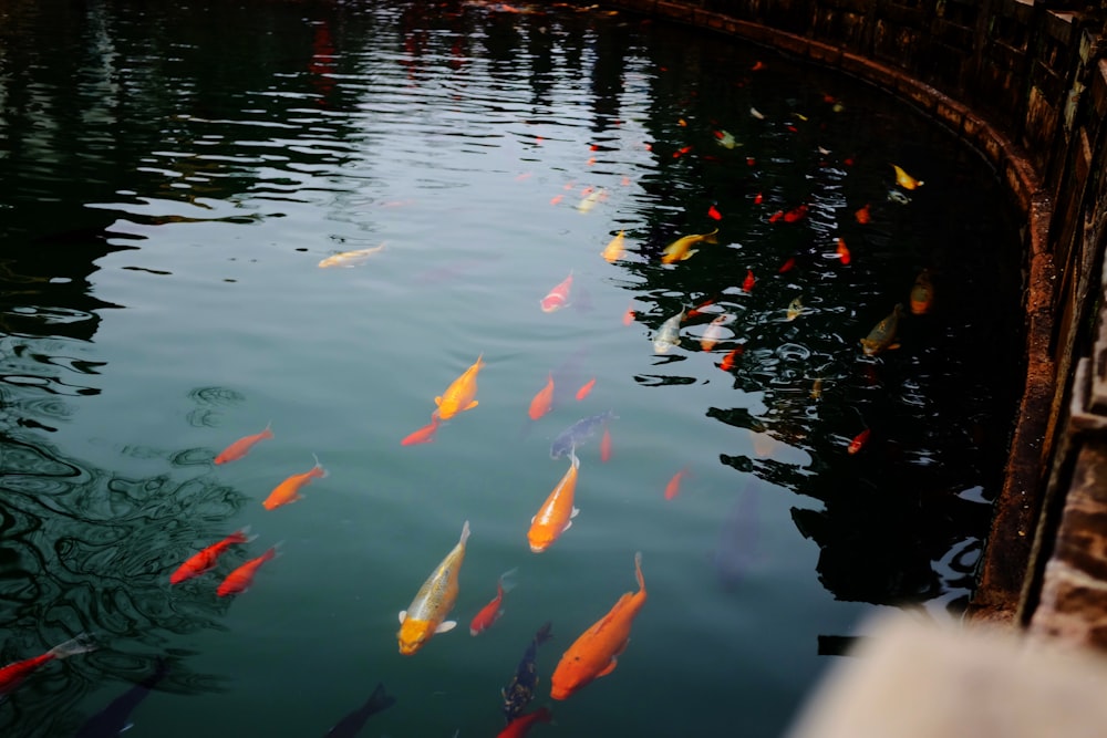 school of koi fishes on water