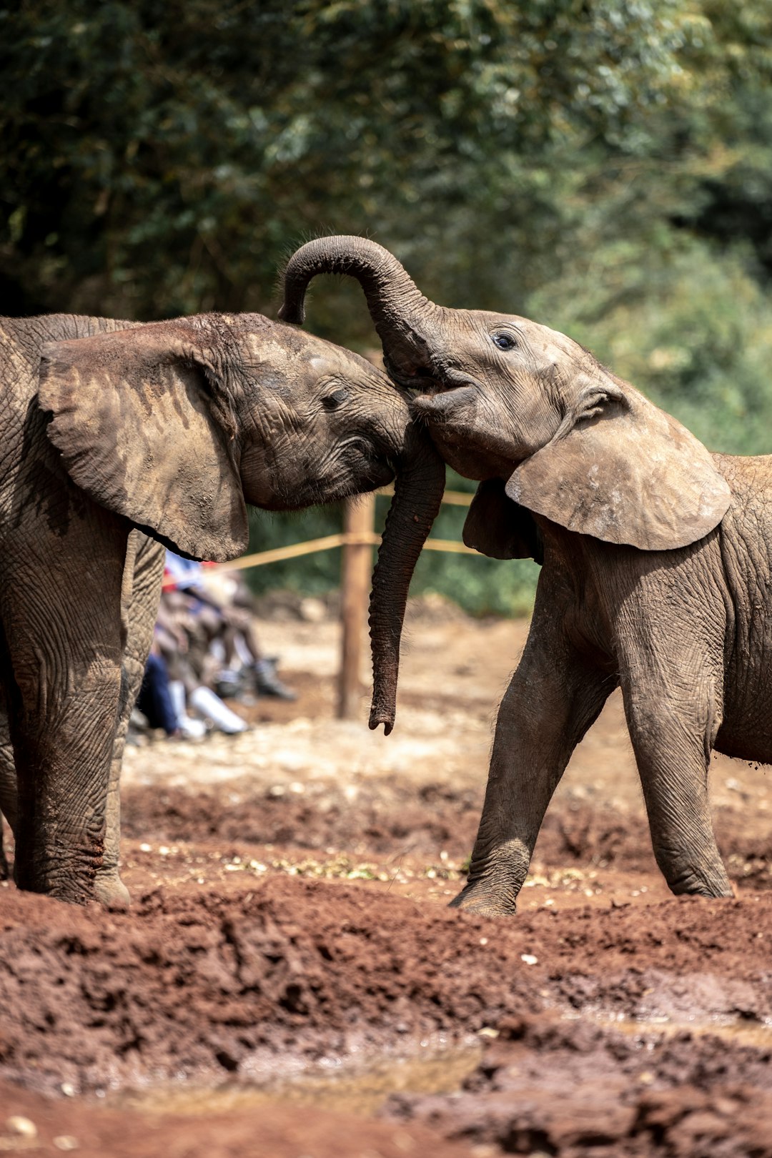 Wildlife photo spot David Sheldrick Elephant Sanctuary Giraffe Manor