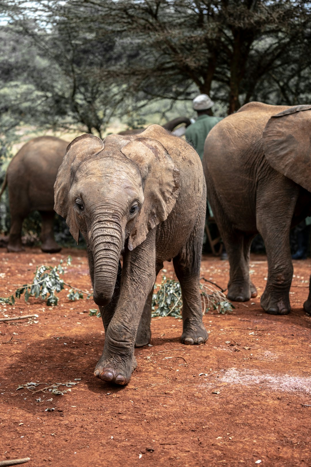 Wildlife photo spot David Sheldrick Elephant Sanctuary Nairobi