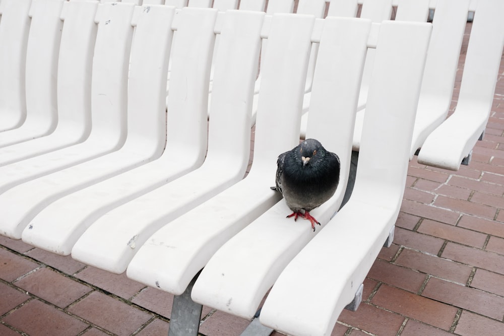 black bird on white wooden fence