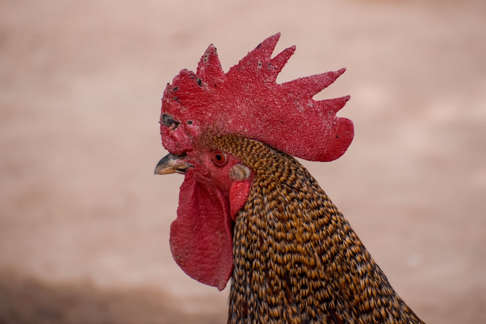 brown and black rooster in close up photography