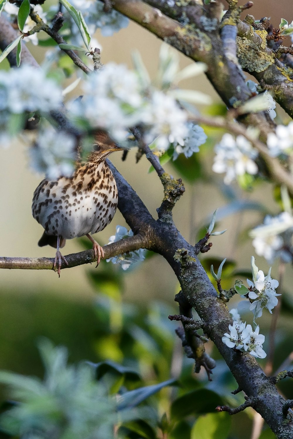 茶色の木の枝に白と茶色の鳥