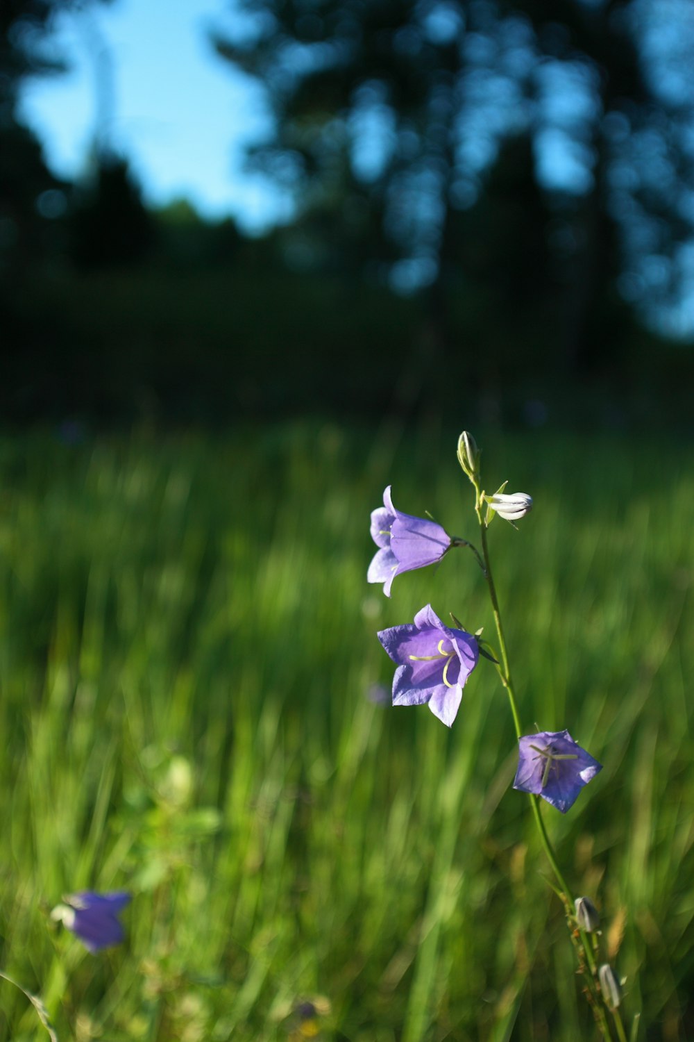 purple flower in tilt shift lens