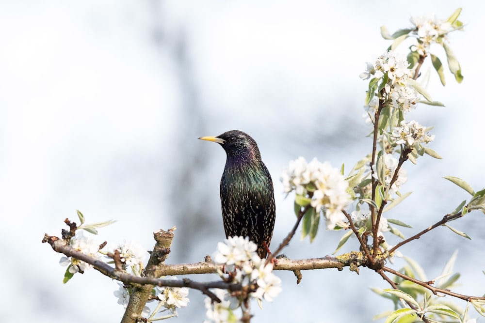 green and black bird on brown tree branch