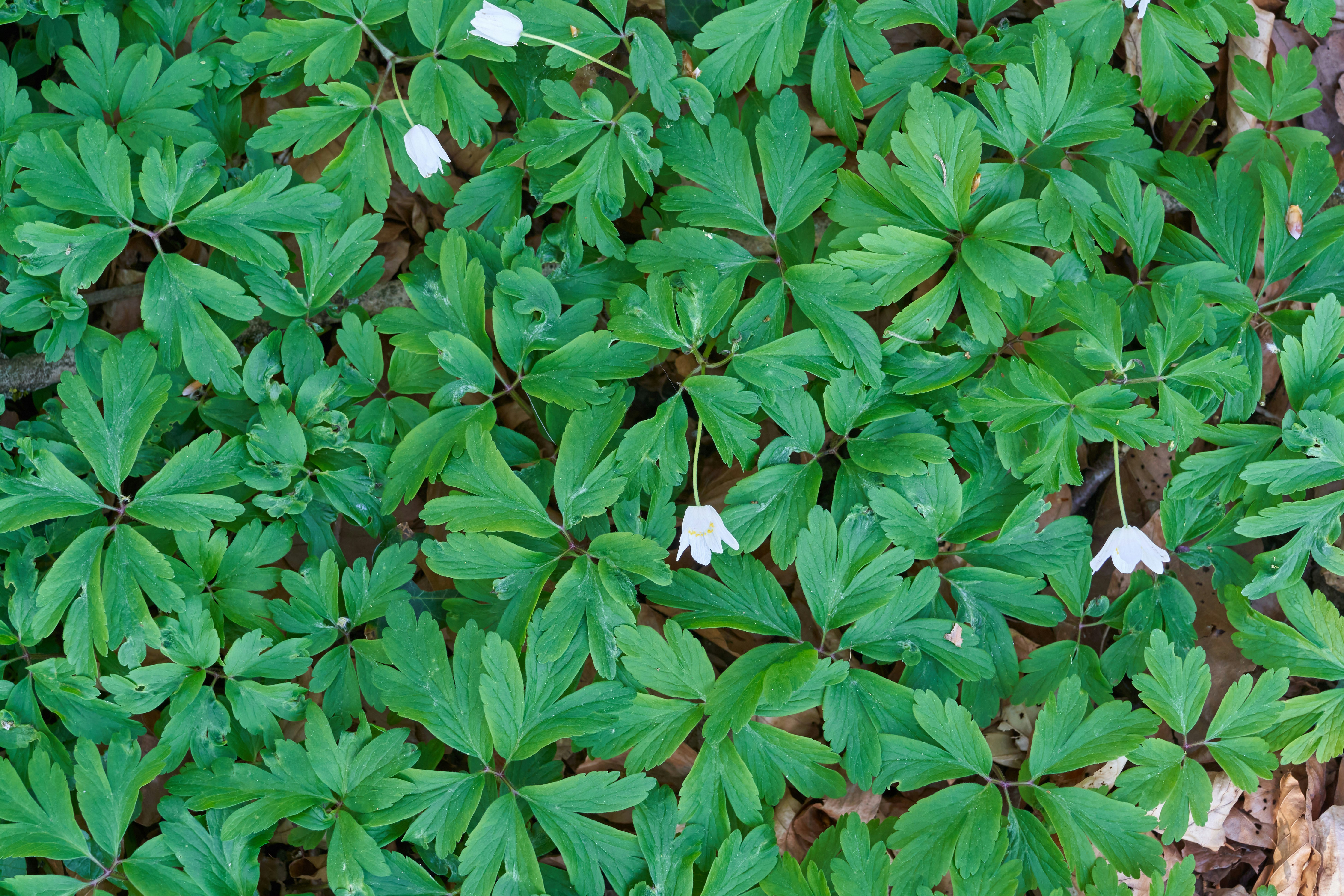 Photo by wolfgang_hasselmann