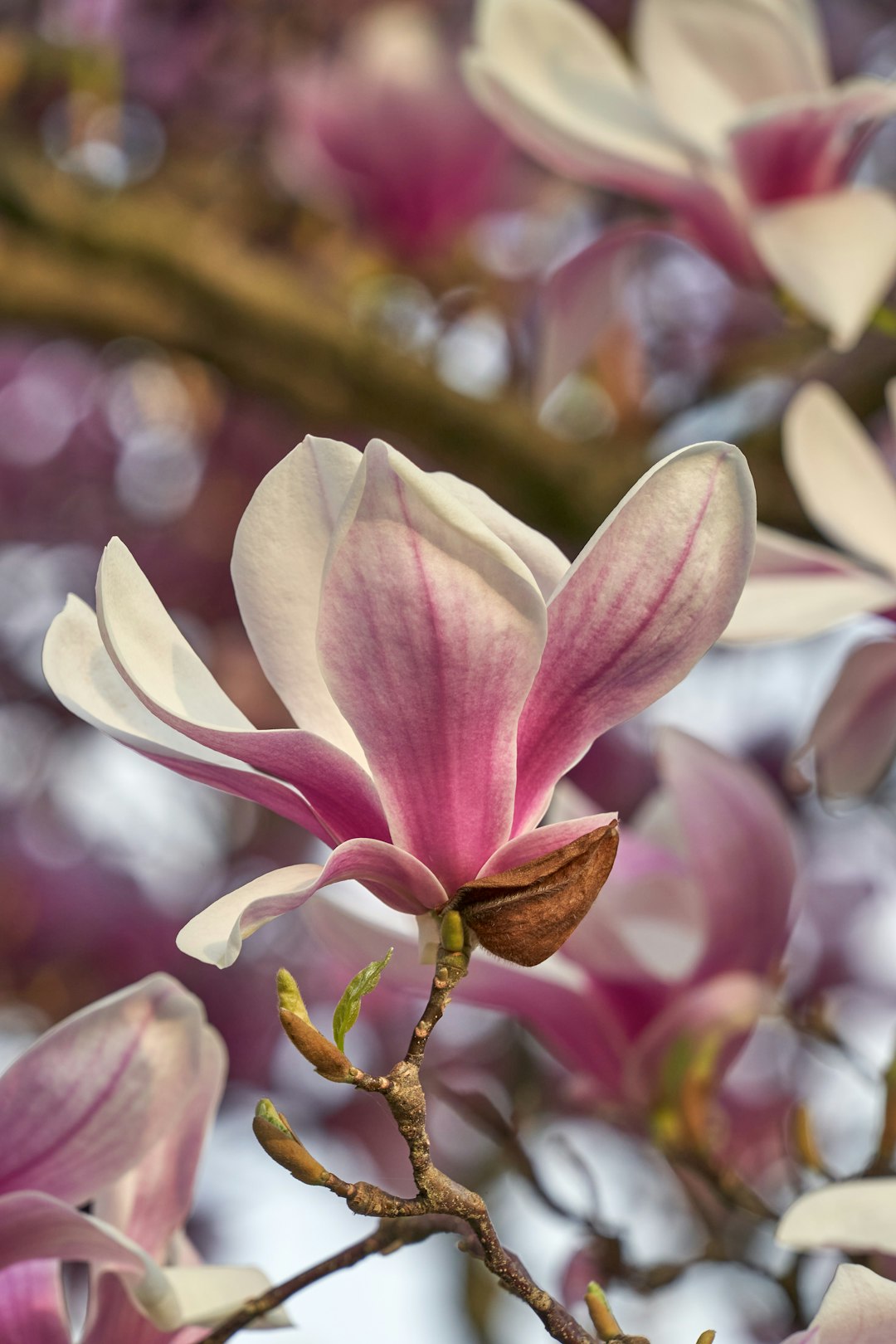 pink and white flower in tilt shift lens