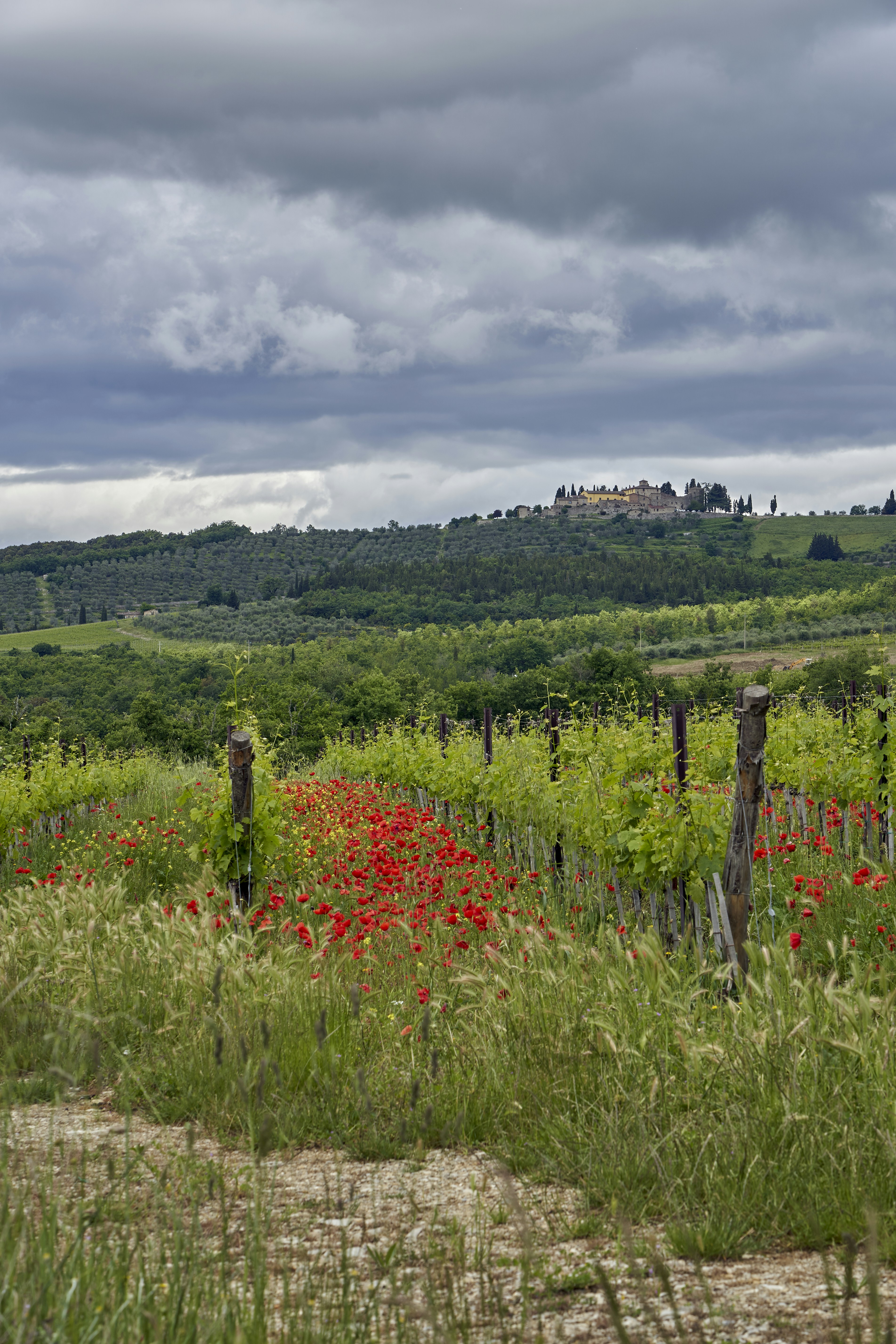 Photo by wolfgang_hasselmann