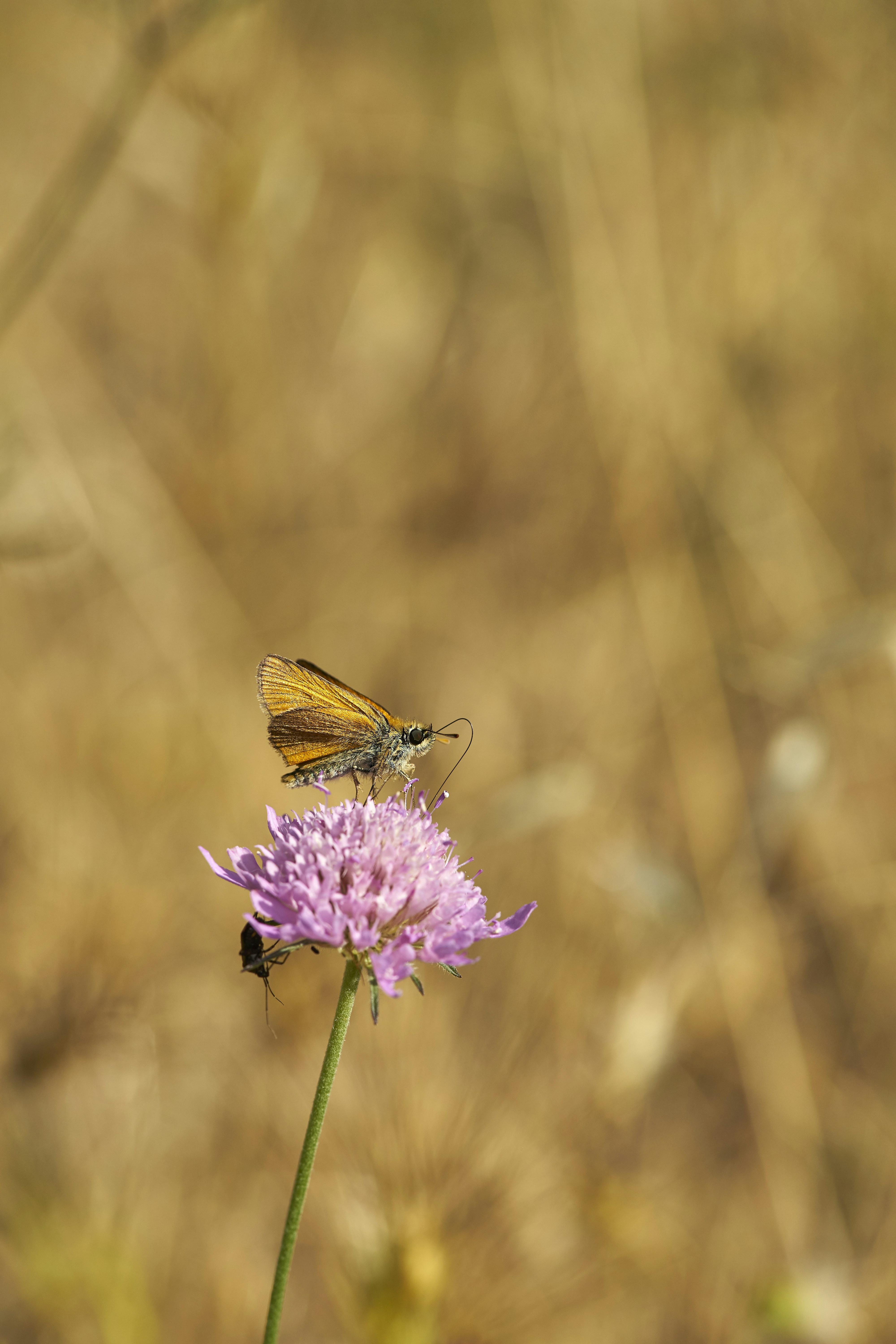 Photo by wolfgang_hasselmann