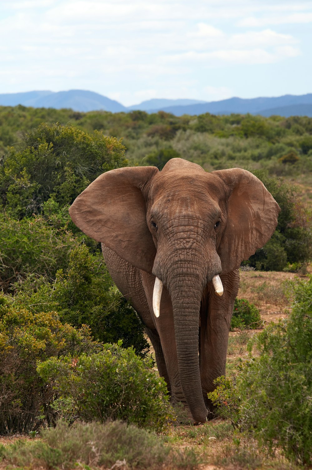 Brauner Elefant tagsüber auf grünem Rasen