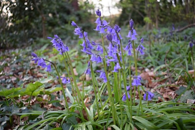 A close-up of delicate bluebell flowers intertwined with dark nightshade berries under dappled forest light.