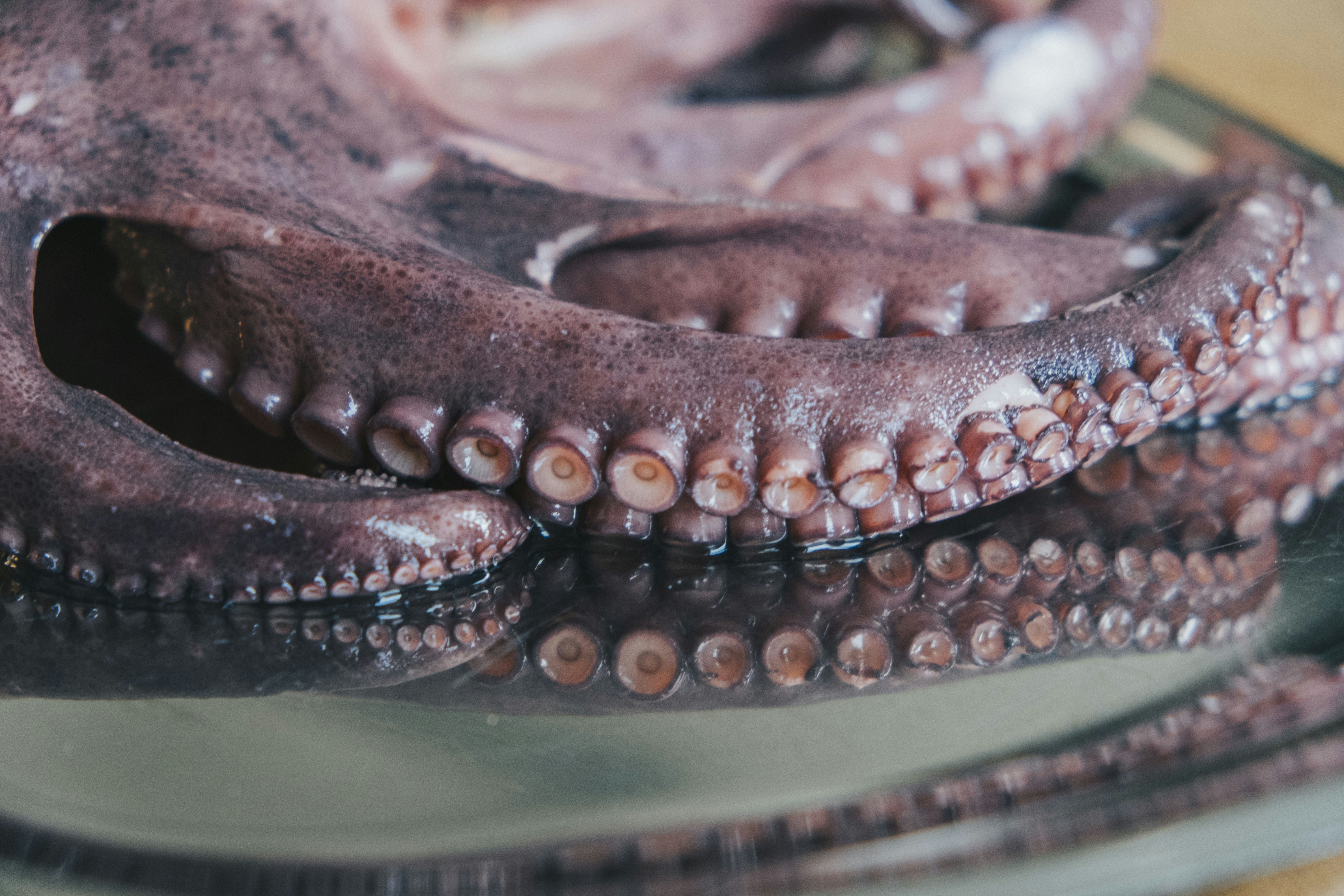 Close-up of octopus tentacles