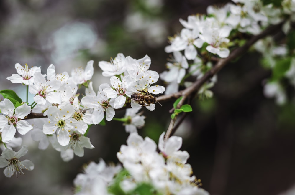 white cherry blossom in close up photography