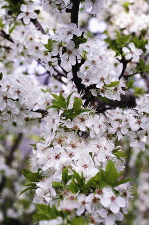 white and pink cherry blossom in bloom during daytime