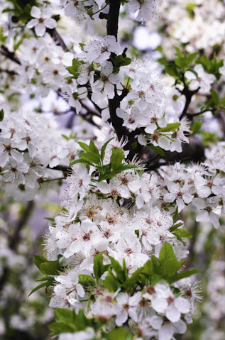 white and pink cherry blossom in bloom during daytime