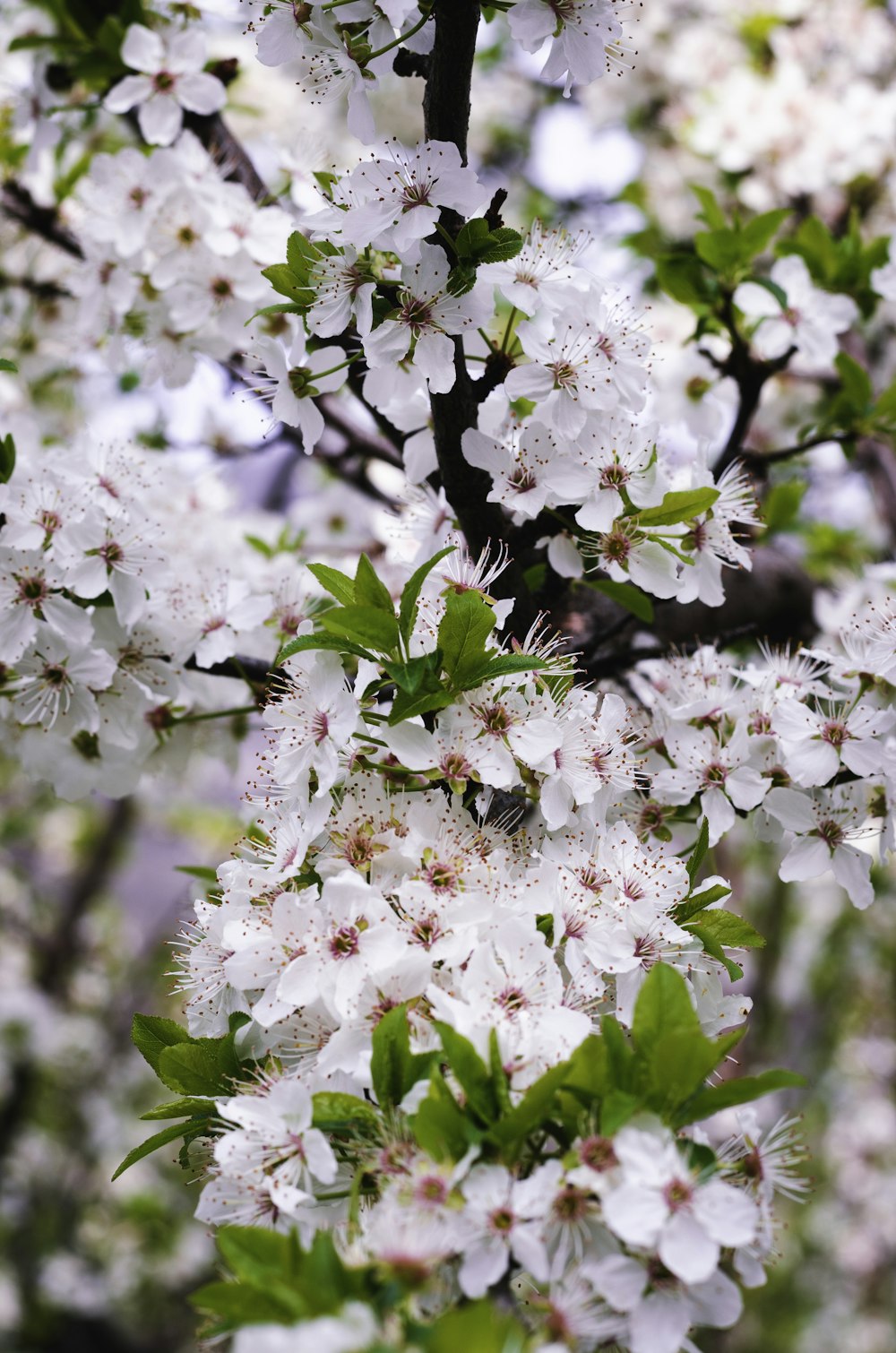 weiße und rosa Kirschblüte blüht tagsüber