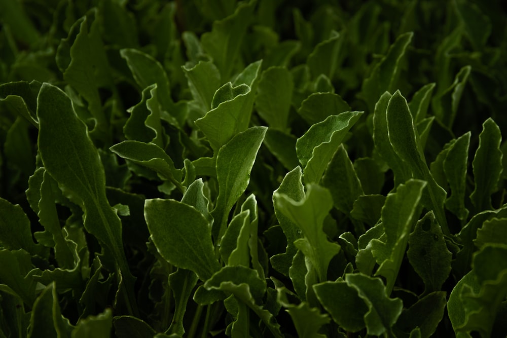 green plant in close up photography