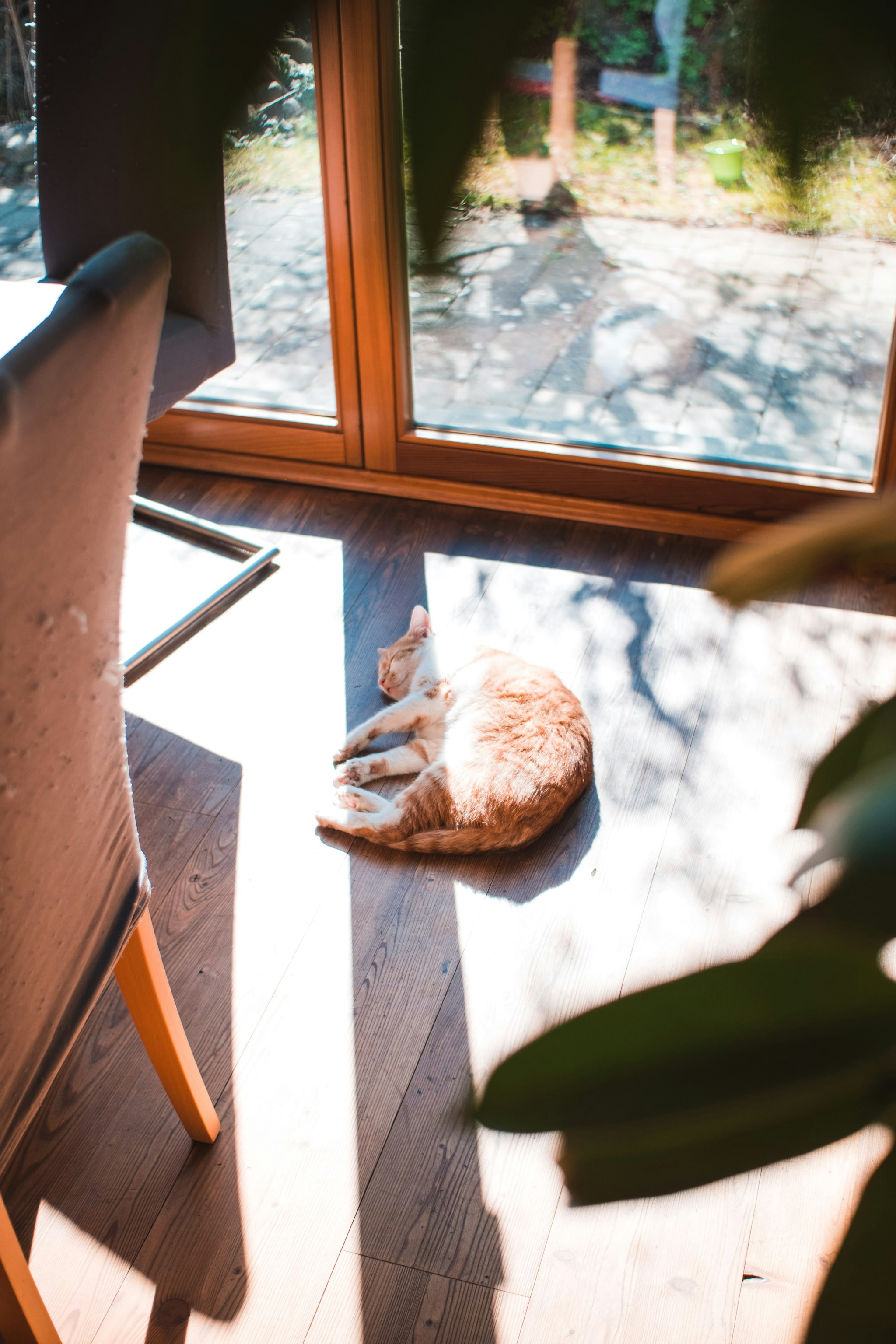 brown and white cat lying on brown wooden table