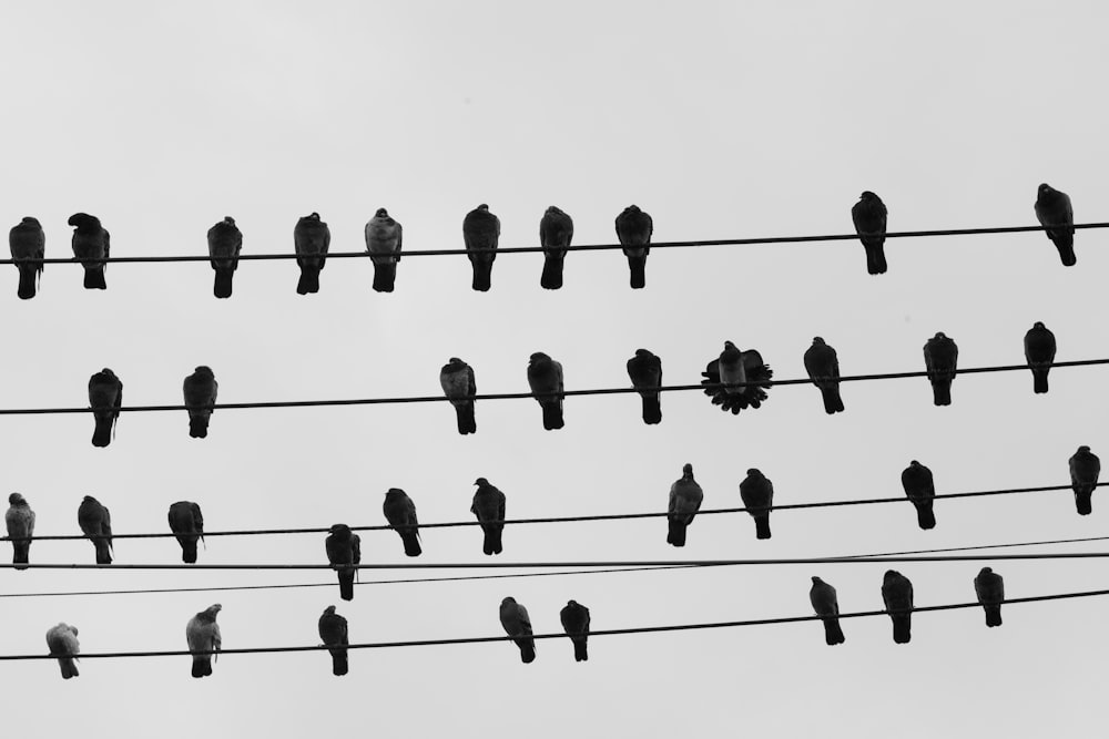 oiseaux noirs sur fil noir