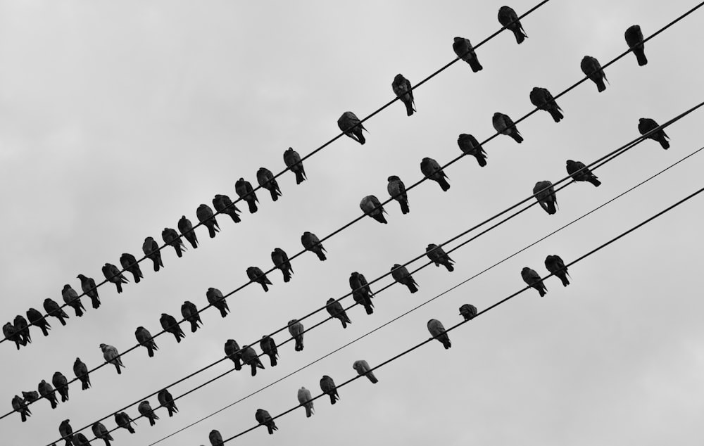 black and white photo of birds on wire