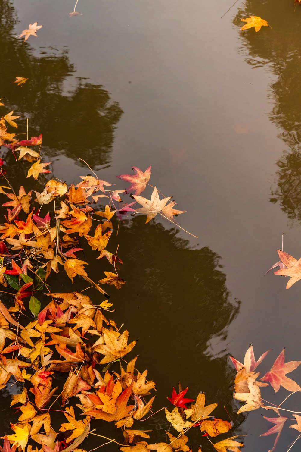 red and yellow maple leaves on water