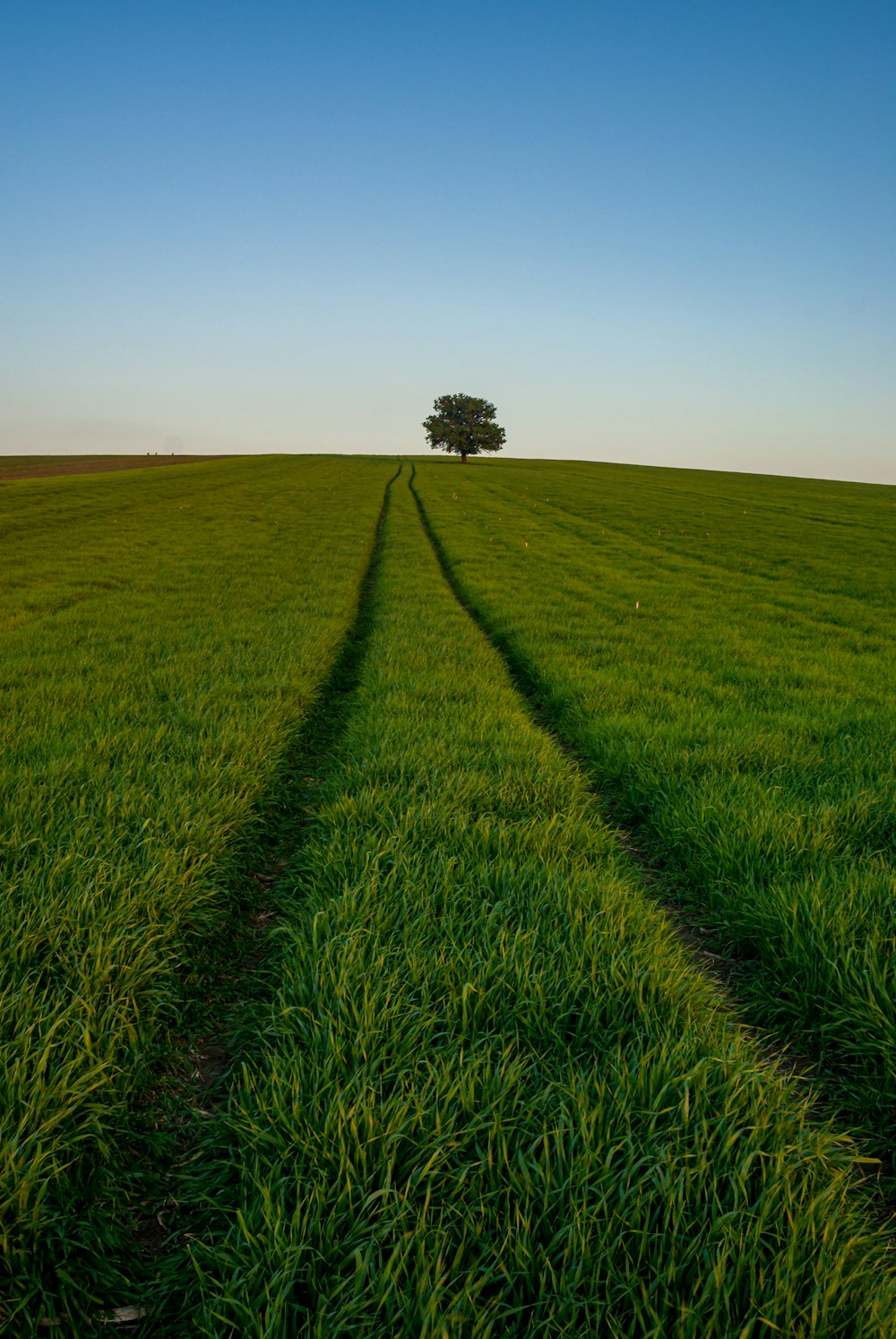 green grass field during daytime