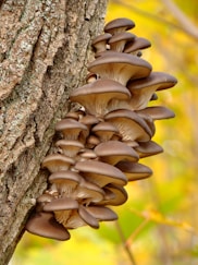 brown mushroom on brown tree trunk