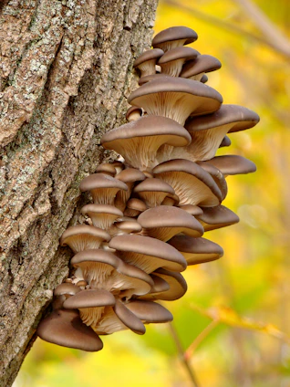 brown mushroom on brown tree trunk