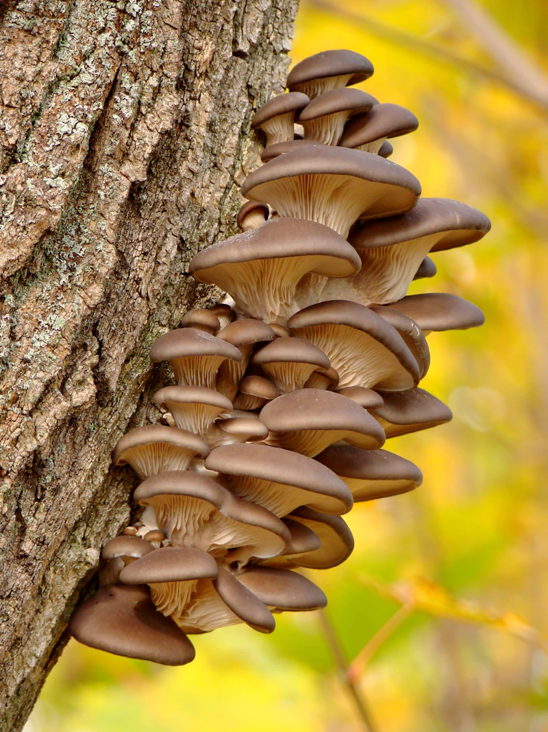 Golden-tan oyster mushroom cluster growing on a tree trunk